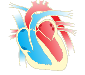 Heart diagram 2